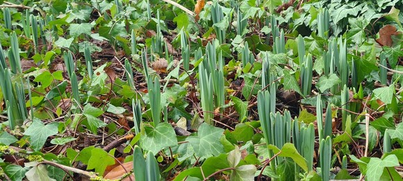 Bulbs emerging from the ground