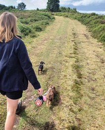 Dogs on lead on heathland