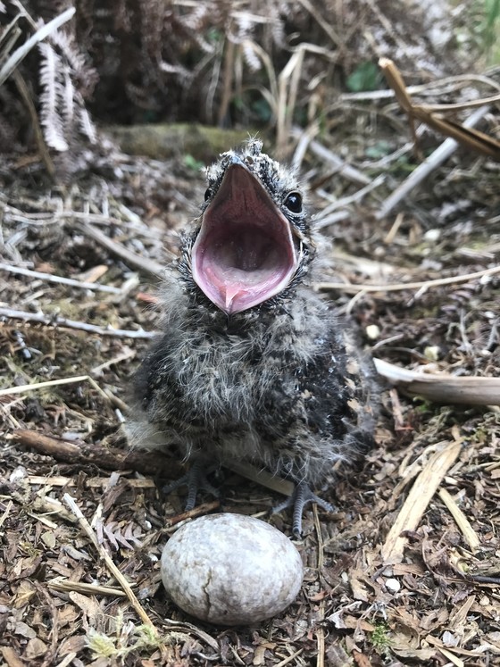 Image of Nightjar chick with open mouth