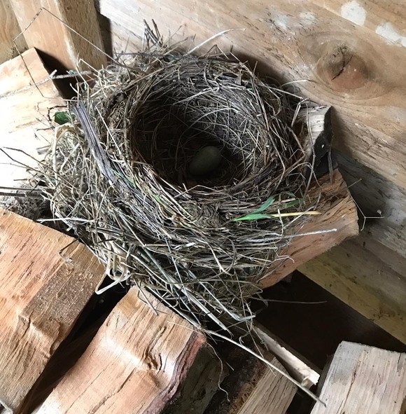 blackbird nest