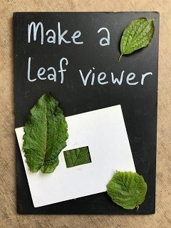 leaf viewing