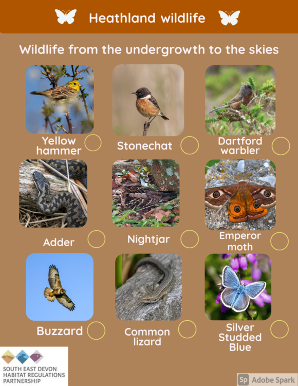 Heathland wildlife activity sheet