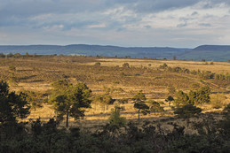 Landscape view of the Pebblebed Heaths National Nature Reserve