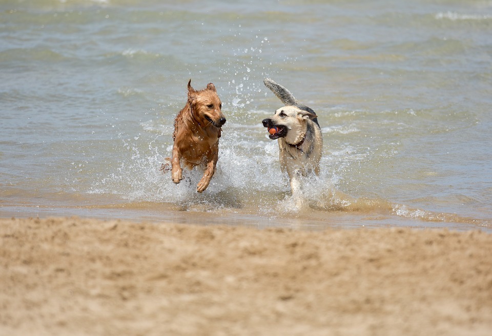 Two dogs running through the waves at the beach