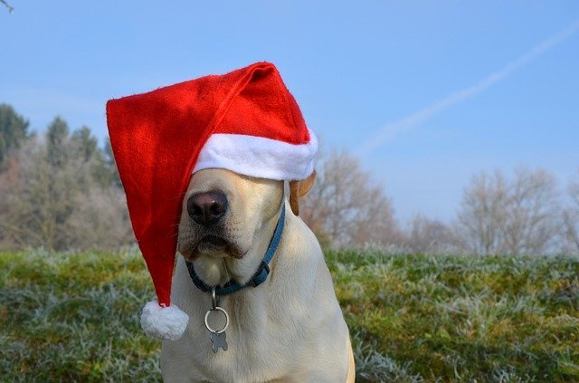 Labrador Retriever wearing santa hat