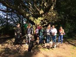 Group of dogs and their owners under a big beech tree