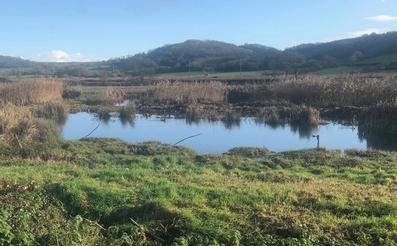 pond clearance at Seaton Wetlands
