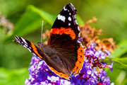 Red Admiral - Malcolm Jarvis