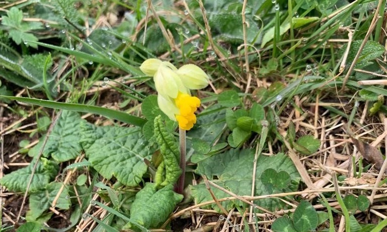 Spring flower: Cowslips
