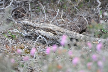 Nightjar on nest