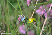 Silver Studded blue butterfly 