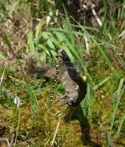 Golden Ringed Dragon Fly 