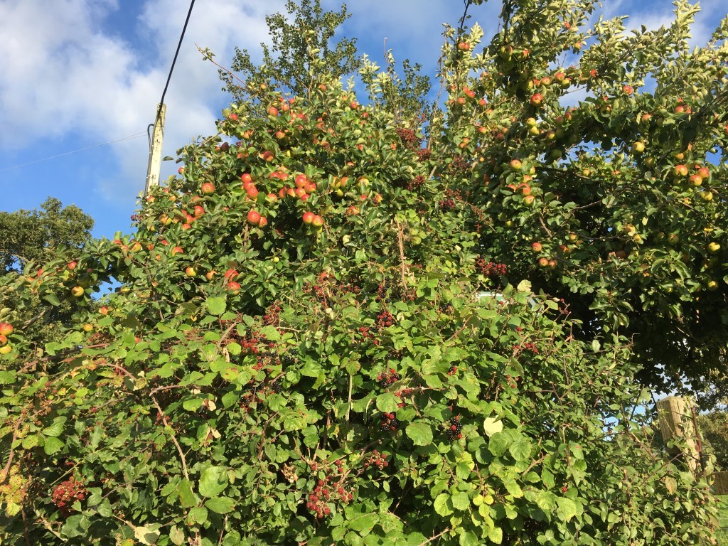 Hedgerow in East Devon