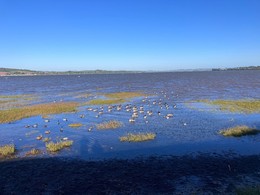 Flock of Brent Geese close to the shore at Exmouth Duckpond.