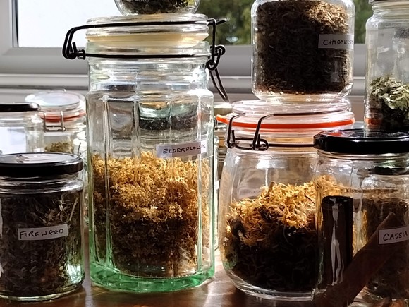 Jars of plants