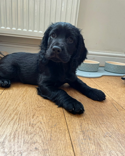 Black Cocker Spaniel puppy