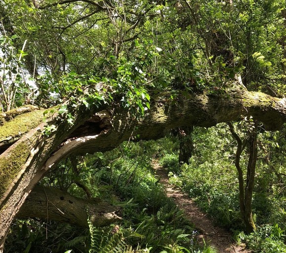 failed tree at Holyford Woods