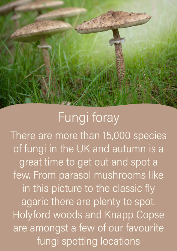 Fungi foray