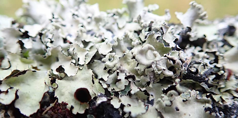 Wonderful world of Lichens