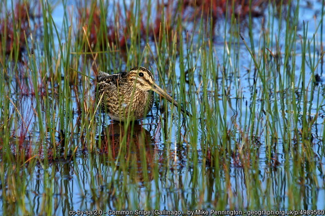 Common Snipe