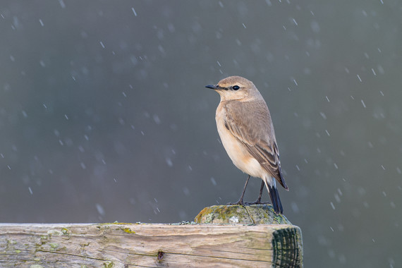 Isabelline wheatear spotted at Colyford Common. Photo credit: Tim White