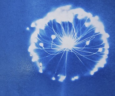 Cyanotype of a dandelion seed pod - white against a blue background