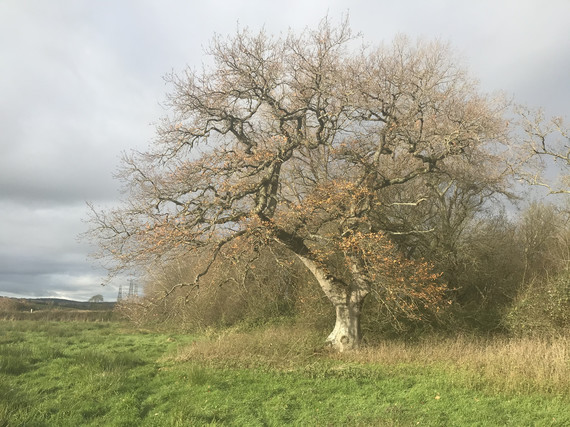 Oak tree in autumn on land for new greenspace near Broadclyst