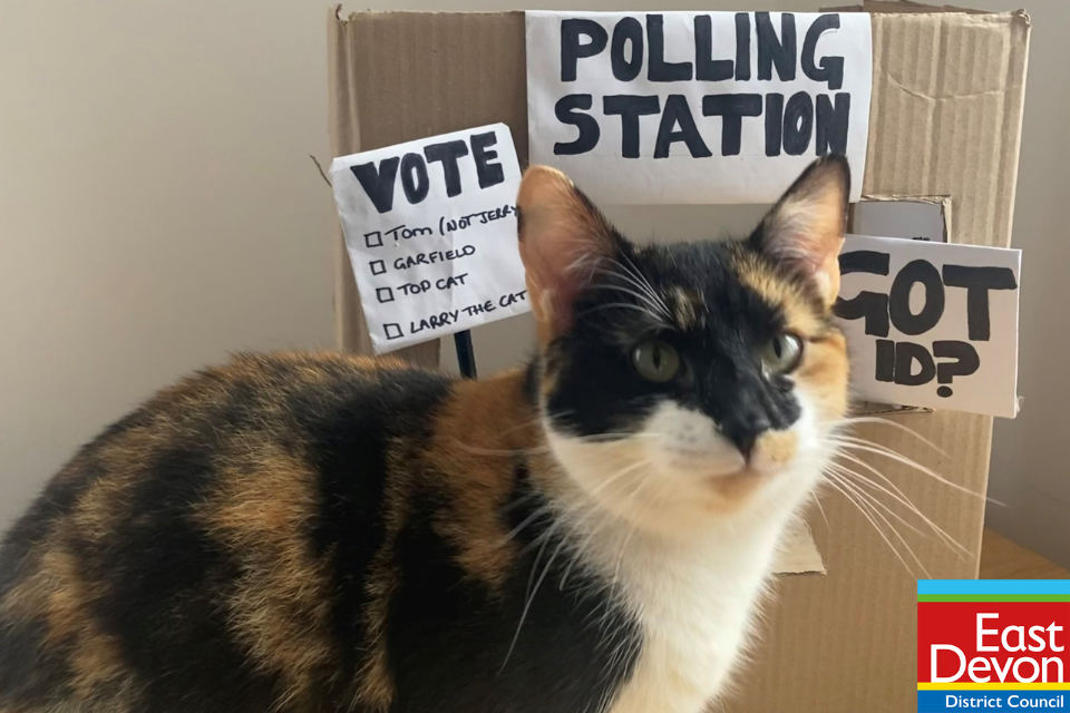 Cat with carboard box polling station