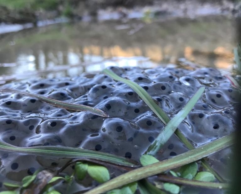 frog spawn