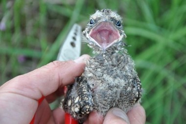 Nightjar chick held in a hand with its beak wide open