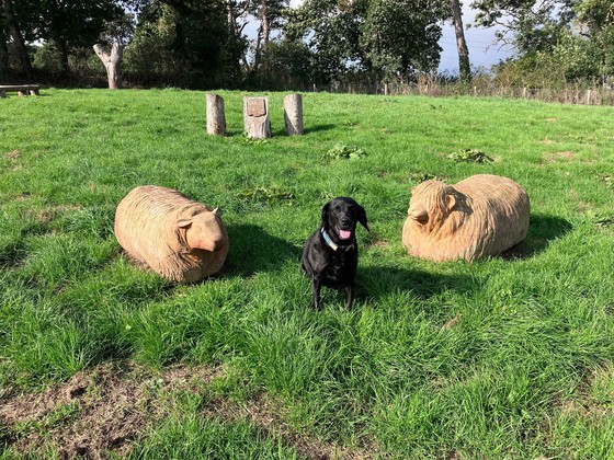 Maisie the black labrador sat between two carved sheep