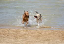 Two dogs running through the shallows at the beach