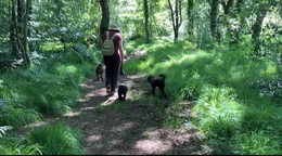 A dog walker with three dogs, walking through the woods