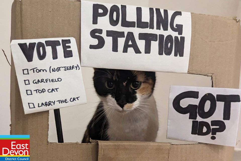 A cat in a cardboard box polling station