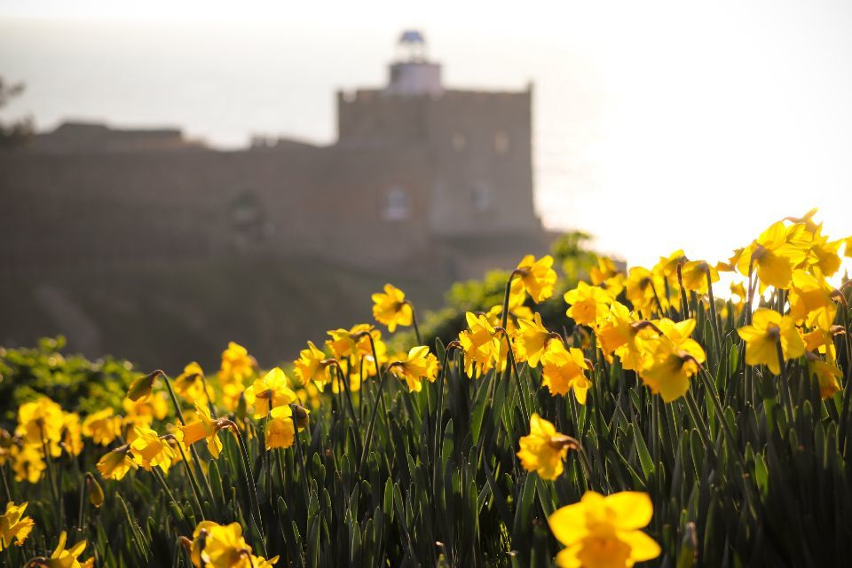 Daffodils above Sidmouth's Jacob's Ladder beach