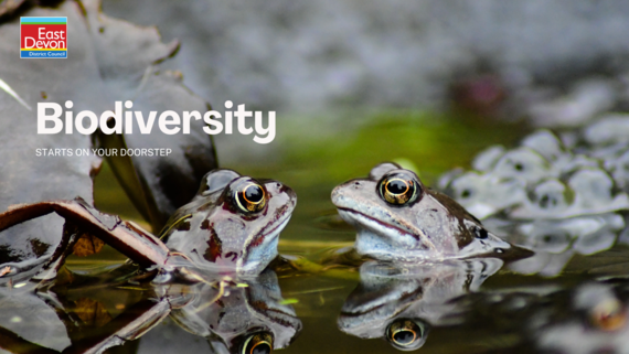 Biodiversity starts on your doorstep text with image of frogs in water