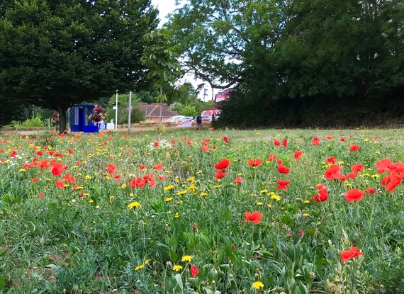Wildflowers along Salterton Road