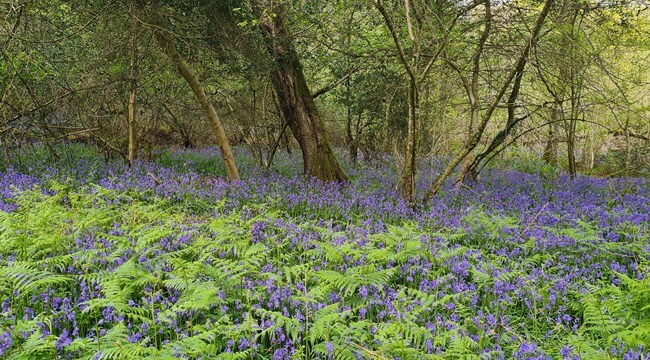 Photo of bluebells at Holyford Woods