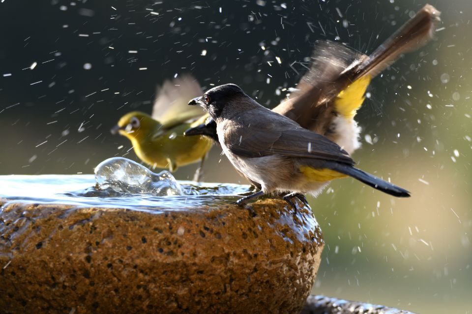 Bird bath with birds