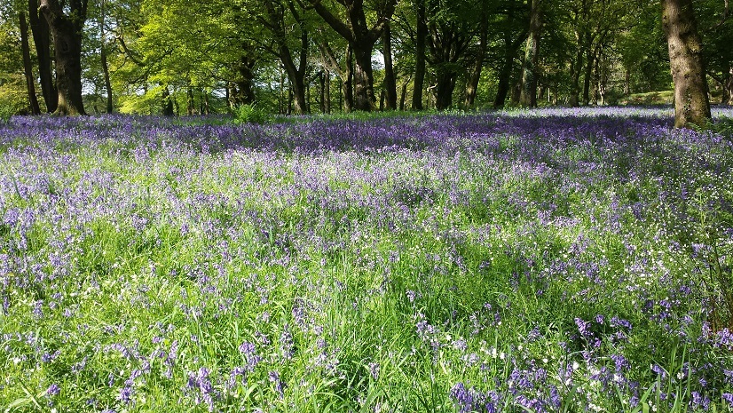 bluebells