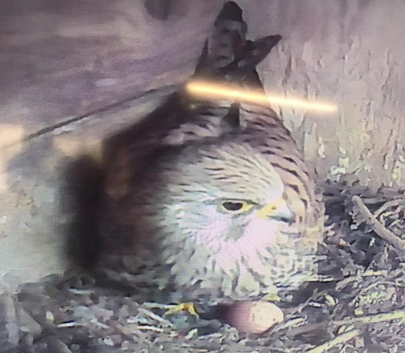 kestrel on first egg