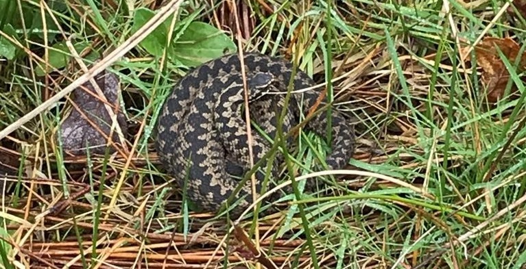 Adder