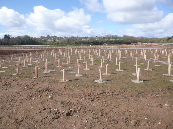 Newly planted trees at the Lower Otter Restoration Project