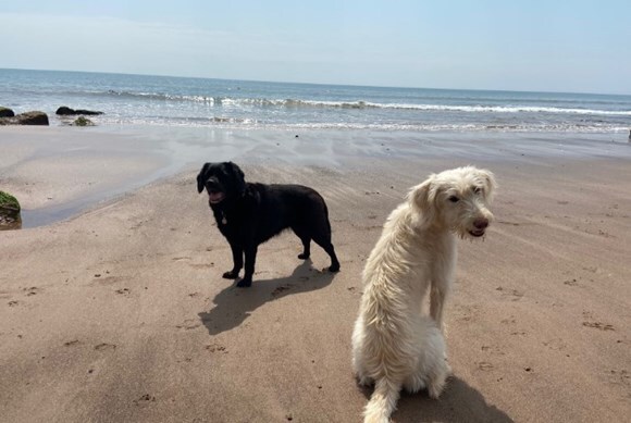 A photo of two dogs enjoying the beach at Orcombe Point