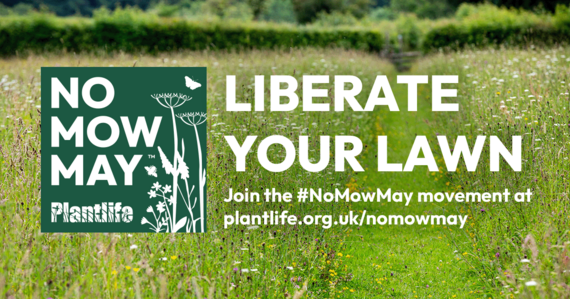 Liberate your lawn. Join the #NoMowMay movement at plantlife.org.uk/nomowmay. photo of long grass