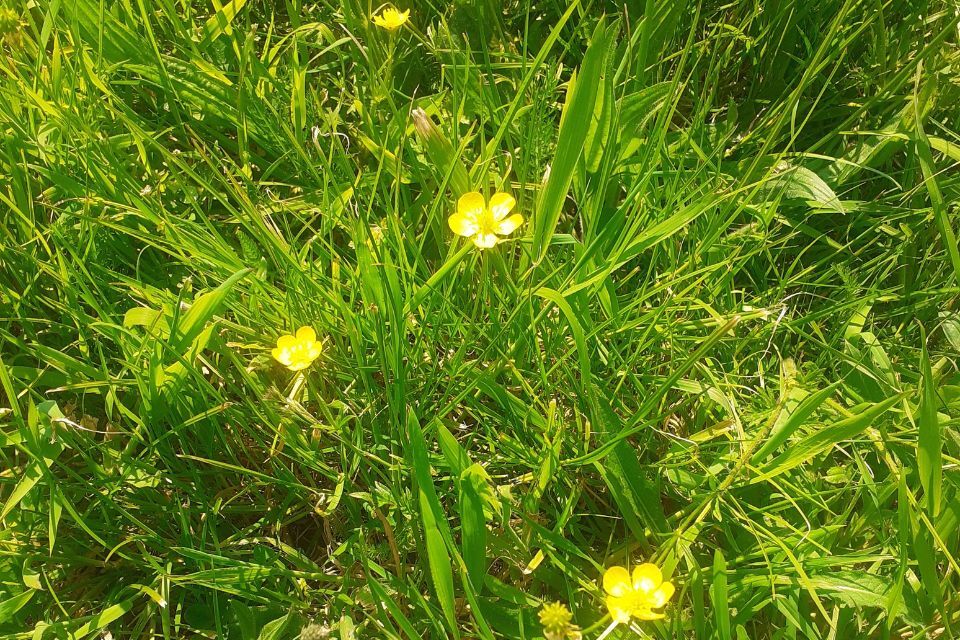 Unmown lawn with buttercups