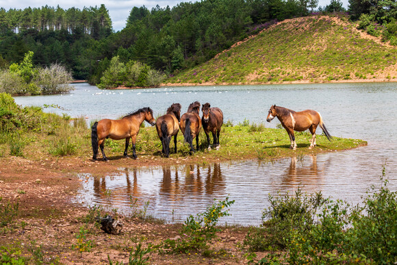 A photo of a group of Ponies on the Pebblebed Heaths