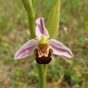 A photo of a Bee orchid