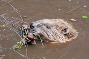 A photo of a Beaver in the water