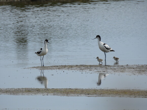 first avocet chicks in Devon. Image credit: James Chubb, East Devon District Council
